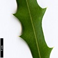 SpeciesSub: subsp. monticola